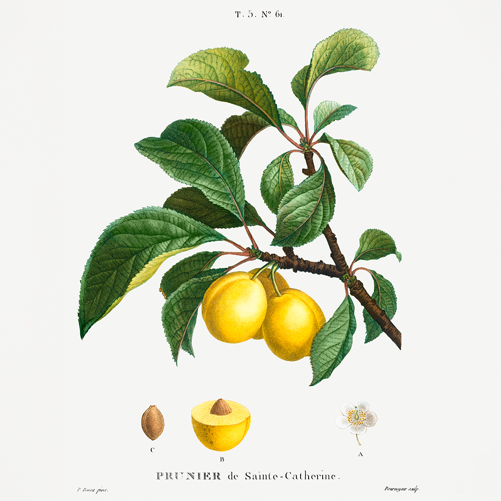 Vacker illustration av citrusfrukter. Ateljé Ave Saltus skapar grafisk form.
